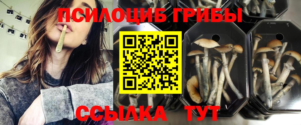 Галлюциногенные грибы Psilocybine cubensis  Вход с VPN  хочу наркоту  Галлюциногенные грибы Psilocybine cubensis  Рубцовск 